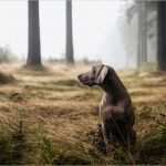 Katze Vermisst Vorlage Süß Ungewöhnlich Haustier Verloren Vorlage Zeitgenössisch