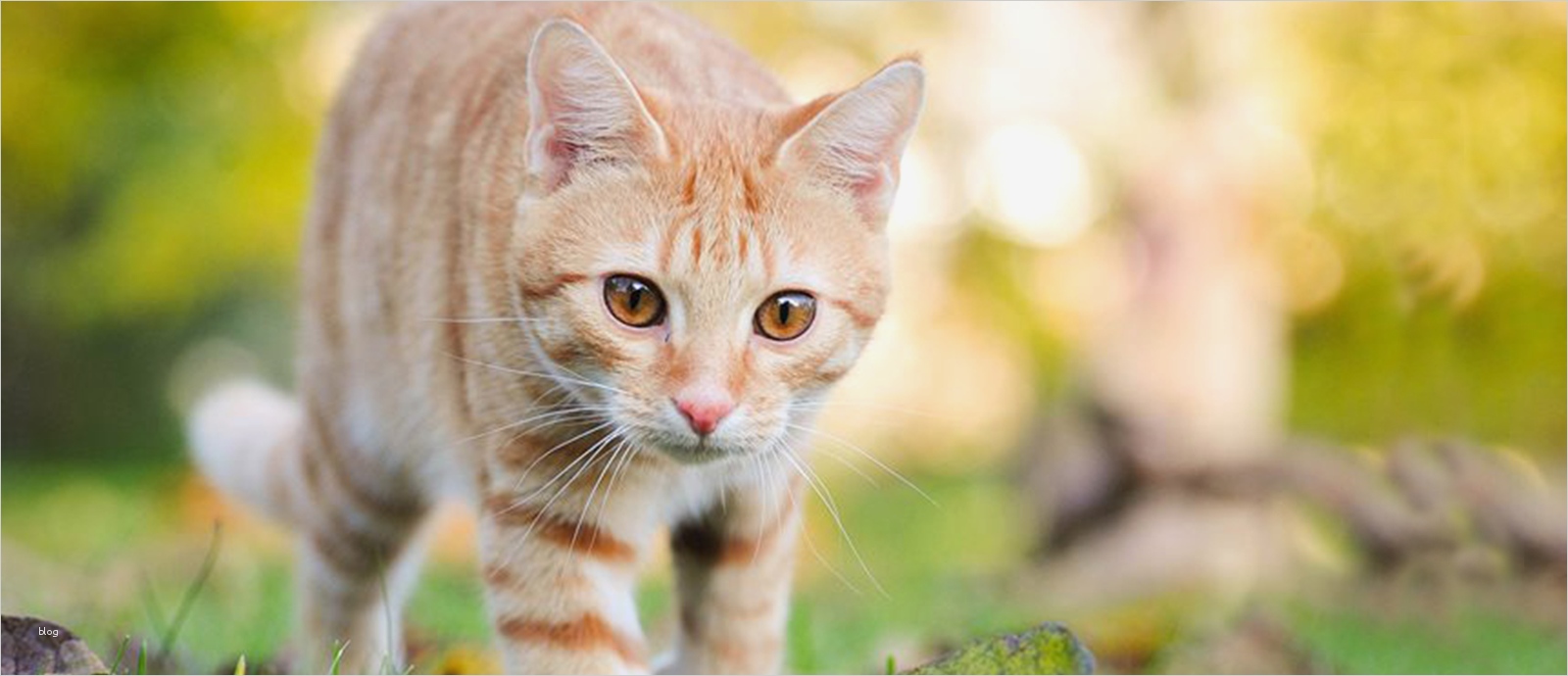 Katze Vermisst Vorlage Wunderbar Ungewöhnlich Haustier Verloren Vorlage Zeitgenössisch