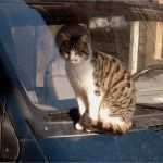 Katze Vermisst Vorlage Wunderbar Zum Gedenken Tierschutzhofs Webseite