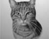 Katzen Malen Vorlagen Großartig Tierportraits Nach Fotovorlage Tiermaler &amp; Tierzeichner