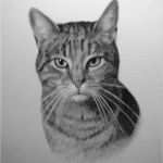 Katzen Malen Vorlagen Großartig Tierportraits Nach Fotovorlage Tiermaler & Tierzeichner