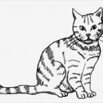 Katzen Malen Vorlagen Gut Süße Katze Zeichnen Lernen Meine Pins