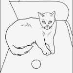 Katzen Malen Vorlagen Wunderbar Kostenlose Ausmalbilder Von Einer Katze Zum Ausdrucken