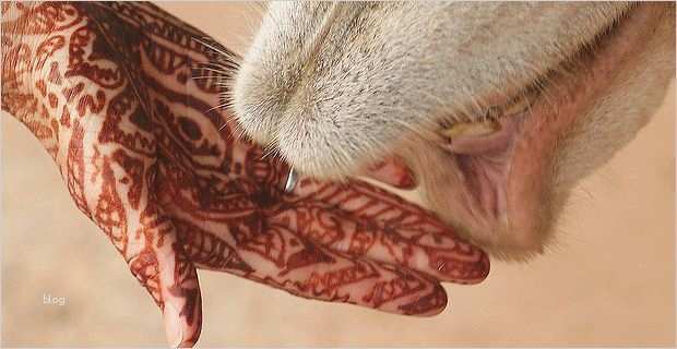 Kosmetik Homepage Vorlagen Erstaunlich Wie Lange Halten Henna Tattoos