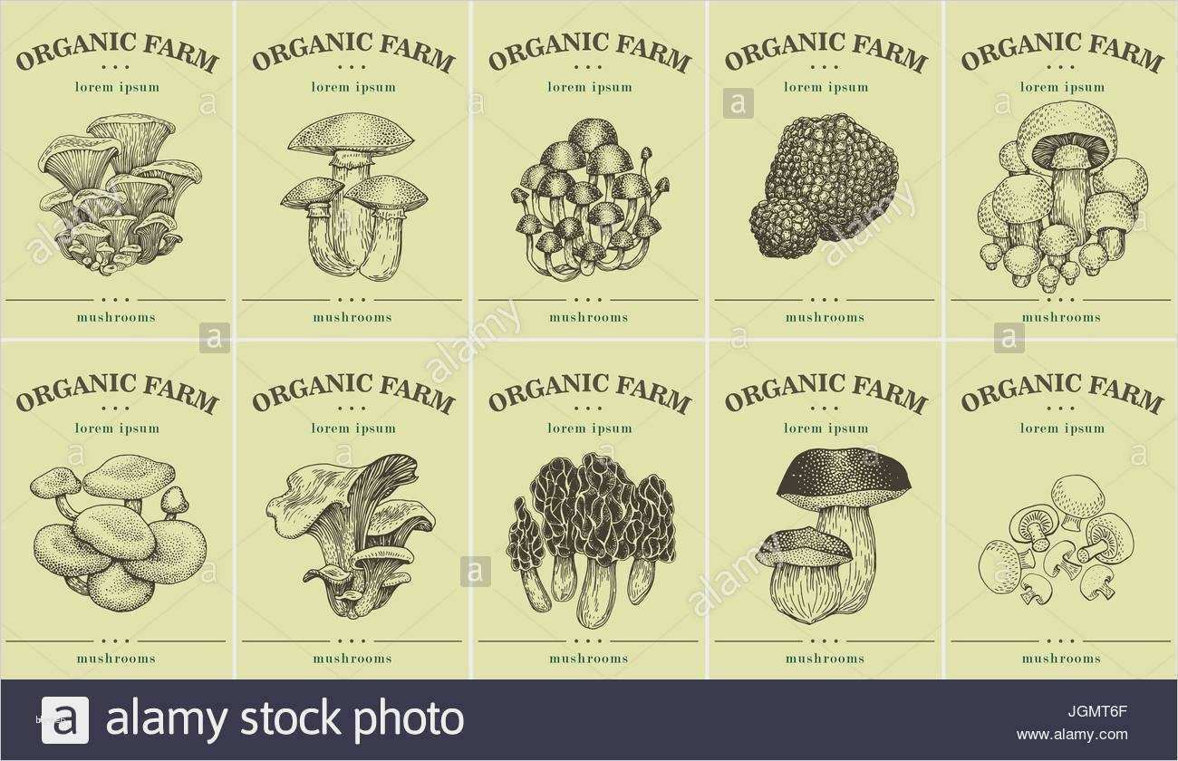 Lebensmittel Etiketten Vorlagen Cool Groß Lebensmittel Vorlage Bilder Entry Level Resume