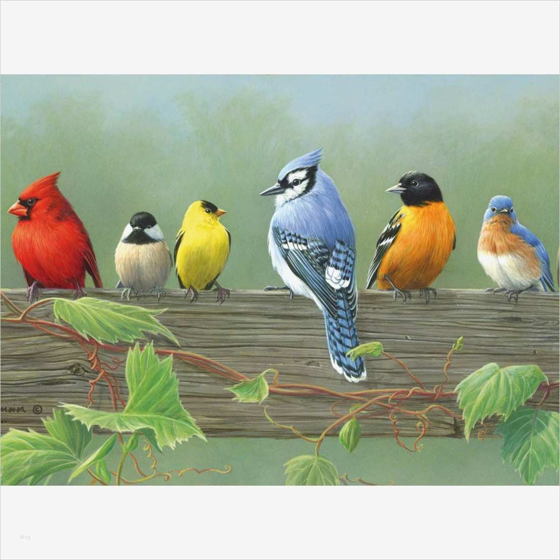 Malen Nach Zahlen Vorlagen Süß Vögel Malen Nach Zahlen Vorlagen 14 99