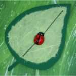 Marienkäfer Vorlage Schön Marienkäfer Auf Blatt Basteln