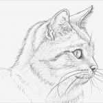Menschen Zeichnen Vorlagen Erstaunlich Ein Katzenporträt Zeichnen Lernen