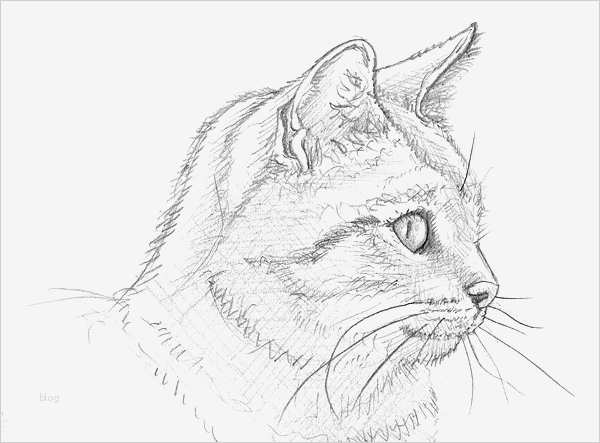 Menschen Zeichnen Vorlagen Erstaunlich Ein Katzenporträt Zeichnen Lernen