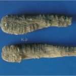 Mietbescheinigung Zur Vorlage Bei Der Wohngeldbehörde Elegant 【供应】 白芷 Radixngelicae Dahuricae 大量出售