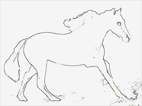 Schimmel ein weißes Pferd zum ausmalen