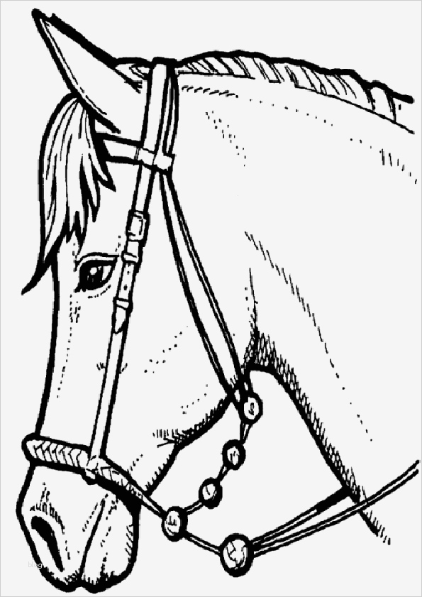 Pferdekopf Vorlage Cool Pferde Ausmalbilder 21