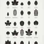 Poster Vorlagen Kostenlos Erstaunlich Die Besten 25 Baum Bestimmen Ideen Auf Pinterest