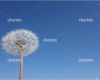 Powerpoint Vorlagen Nachhaltigkeit Angenehm Löwenzahn Pusteblume Vor Wolkenlosem Blauem Himmel