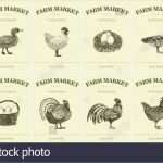 Preisschilder Vorlagen Schön Fein Lebensmittel Etiketten Vorlage Galerie Beispiel