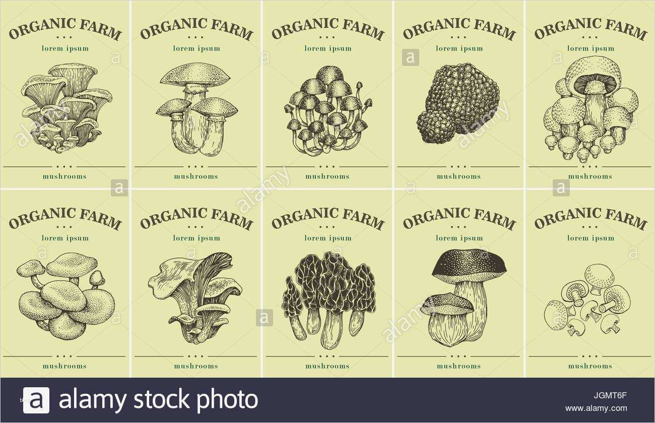 Preisschilder Vorlagen Süß Etiketten Mit Verschiedenen Pilzen Preisschilder Vorlagen