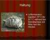 Referat Vorlage Grundschule 2 Klasse Haustiere Wunderbar Ppt Steckbrief Griechische Landschildkröte Powerpoint