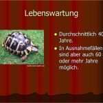 Referat Vorlage Grundschule 2 Klasse Haustiere Wunderbar Steckbrief Griechische Landschildkröte Ppt Video Online