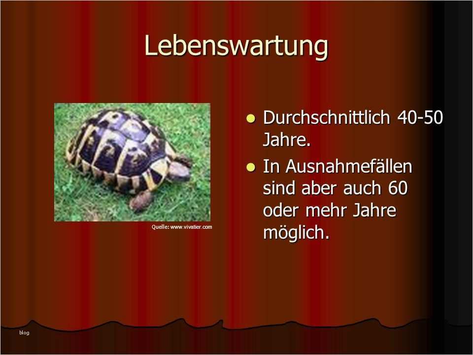 Referat Vorlage Grundschule 2 Klasse Haustiere Wunderbar Steckbrief Griechische Landschildkröte Ppt Video Online
