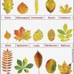 Reisevollmacht Kind Mit Einem Elternteil Vorlage Neu top Laubbäume Blätter Erkennen Vi53