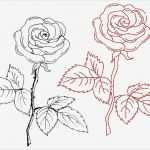 Rose Zeichnung Vorlage Angenehm Vom Bild Zum Stickmuster – Teil 2 Bernina Blog