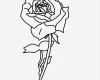 Rose Zeichnung Vorlage Bewundernswert Rose Zeichnung Clipart Best