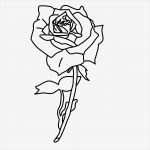 Rose Zeichnung Vorlage Bewundernswert Rose Zeichnung Clipart Best