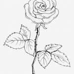 Rose Zeichnung Vorlage Einzigartig Vom Bild Zum Stickmuster – Teil 1 Bernina Blog