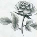 Rose Zeichnung Vorlage Einzigartig Zeichnen Lernen Mit Bleistift – Selbst Kunst Schaffen