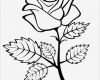 Rose Zeichnung Vorlage Elegant Rose Blume Mit Zweig Und Blätter