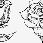 Rose Zeichnung Vorlage Erstaunlich Blumen Bilder Zum Ausmalen