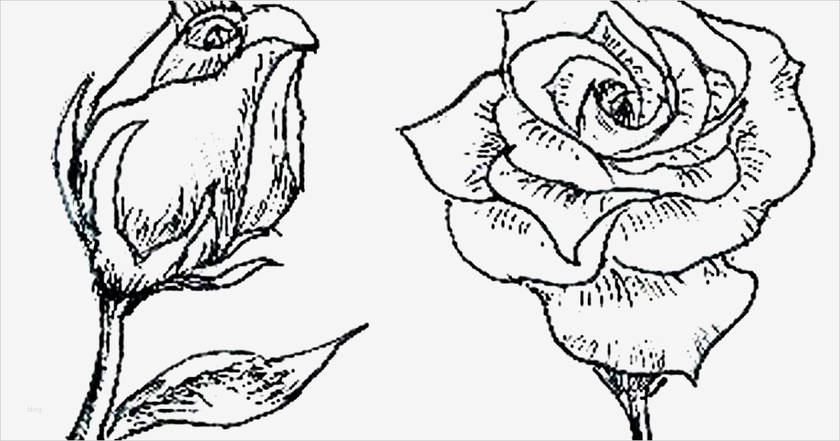 Rose Zeichnung Vorlage Erstaunlich Blumen Bilder Zum Ausmalen