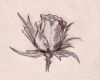 Rose Zeichnung Vorlage Erstaunlich Kunst