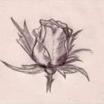 Rose Zeichnung Vorlage Erstaunlich Kunst