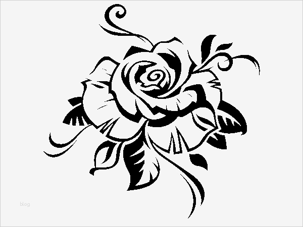 Rose Zeichnung Vorlage Erstaunlich Wandtattoo Rose Pflanzen Motive