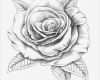 Rose Zeichnung Vorlage Fabelhaft Über 1 000 Ideen Zu „tattoo Vorlagen Auf Pinterest