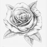 Rose Zeichnung Vorlage Fabelhaft Über 1 000 Ideen Zu „tattoo Vorlagen Auf Pinterest