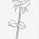Rose Zeichnung Vorlage Gut Vorlagen Zum Ausmalen Malvorlagen Rose Ausmalbilder 1