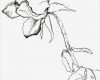 Rose Zeichnung Vorlage Inspiration Blume Zeichnen Mit Martina Wald