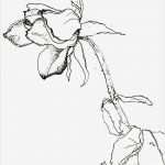 Rose Zeichnung Vorlage Inspiration Blume Zeichnen Mit Martina Wald