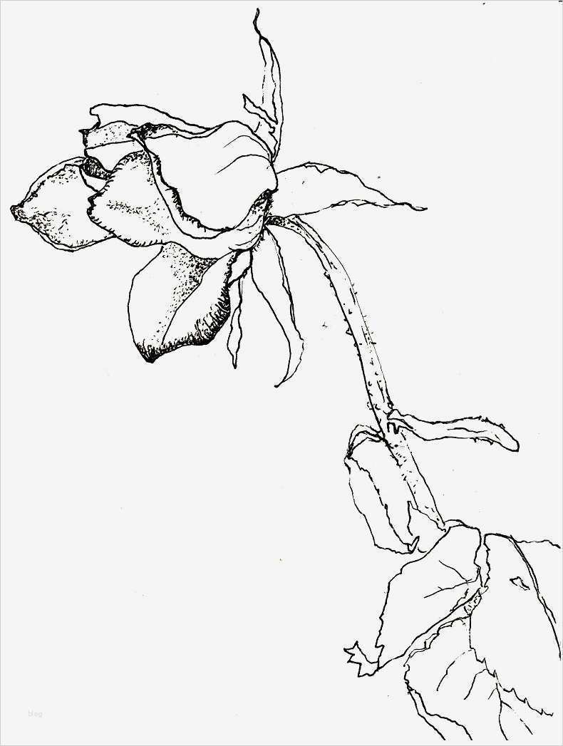 Rose Zeichnung Vorlage Inspiration Blume Zeichnen Mit Martina Wald