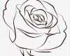 Rose Zeichnung Vorlage Luxus Rose Vektor Abbildung Bild Von Schwarzes Karte Ebene