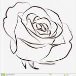 Rose Zeichnung Vorlage Luxus Rose Vektor Abbildung Bild Von Schwarzes Karte Ebene