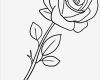 Rose Zeichnung Vorlage Schön Malvorlage Rose