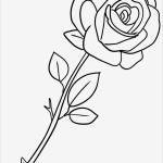 Rose Zeichnung Vorlage Schön Malvorlage Rose
