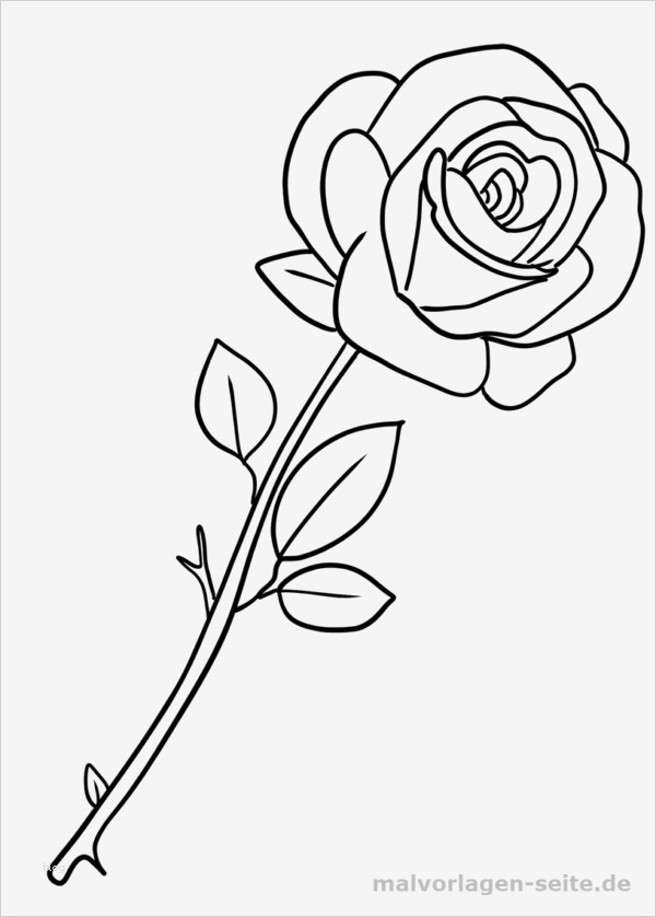 Rose Zeichnung Vorlage Schön Malvorlage Rose