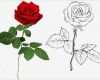 Rose Zeichnung Vorlage Schön Rose Zeichnen Rosen