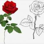Rose Zeichnung Vorlage Schön Rose Zeichnen Rosen