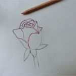 Rose Zeichnung Vorlage Schönste Rose Zeichnung Vorlage Search Results
