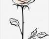 Rose Zeichnung Vorlage Wunderbar Beautiful Single Pink Rose Flower isolated On the